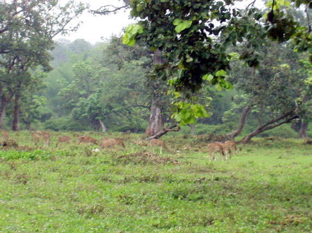 Bandipur National Park