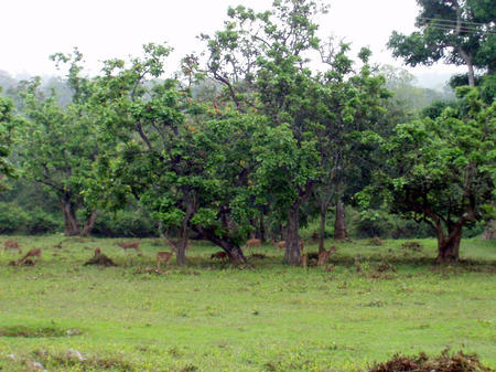 Bandipur National Park