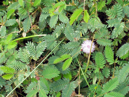 Bandipur National Park