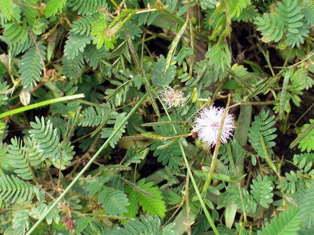 Bandipur National Park