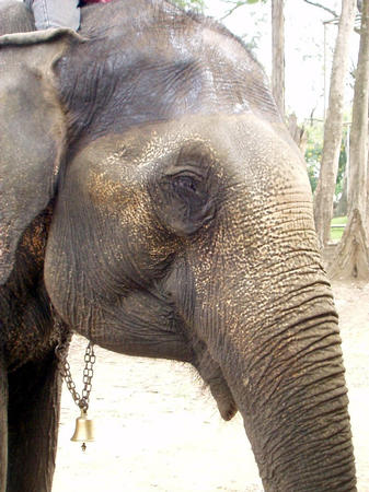 Der Tour(isten)elephant