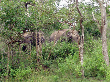 Wilde Elephanten auf dem Weg