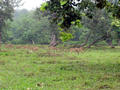 Bandipur National Park