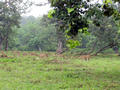 Bandipur National Park