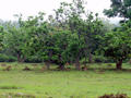 Bandipur National Park