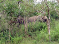 Wilde Elephanten auf dem Weg