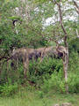 Wilde Elephanten auf dem Weg