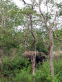 Wilde Elephanten auf dem Weg