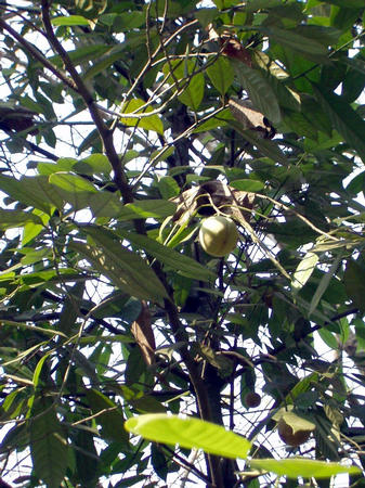 nutmeg tree