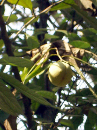 nutmeg tree