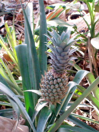 wild Ananas 