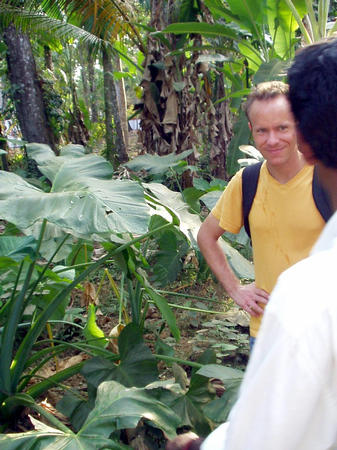 Some giant leave plant