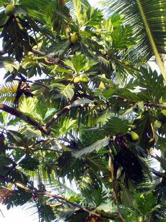 bread fruit