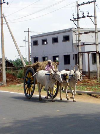 bullock cart