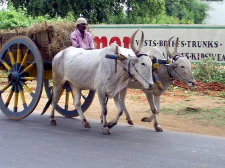 bullock cart