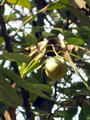 nutmeg tree