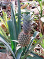 wild Ananas