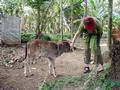 calf