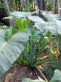 Some giant leave plant