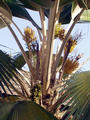 palm fruit tree -- with tiny frutis