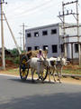 bullock cart