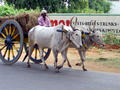 bullock cart