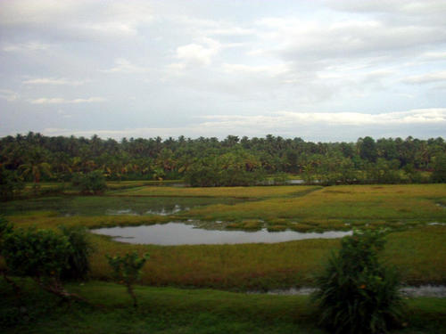 Rice