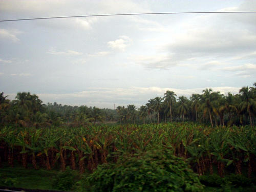 Banana in front Coconuts behind them