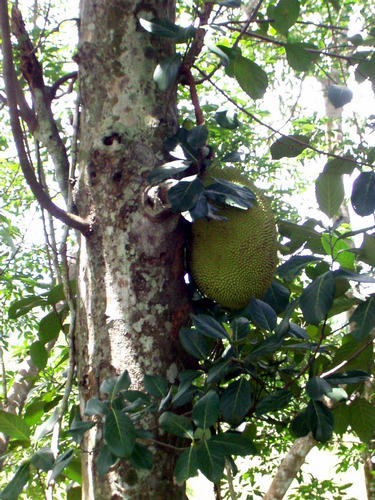 Jack Fruit 