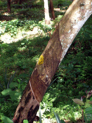 Rubber Tree