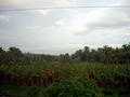 Banana in front Coconuts behind them