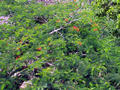 mimosa like tree with red flowers