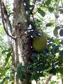 Jack Fruit