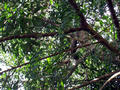 Rubber Tree