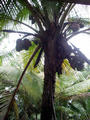 Coconuts in front of my rooms window