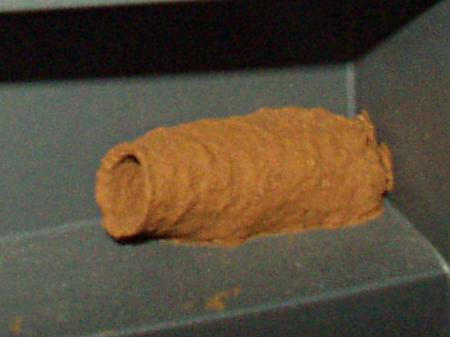 single wasp(?) nest
