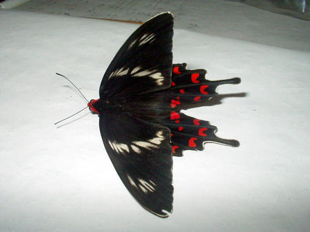 Butterfly