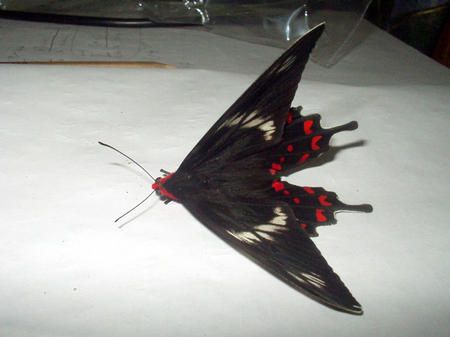 Butterfly