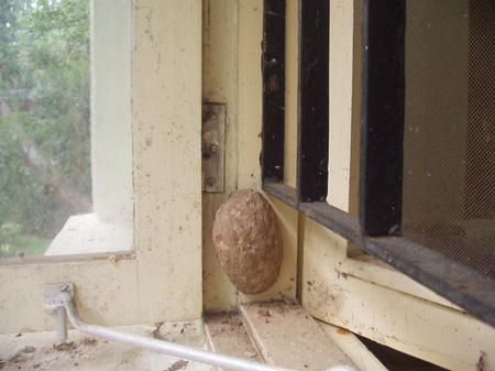 wasp nest