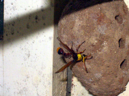 wasp nest