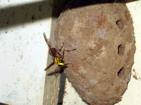 wasp nest