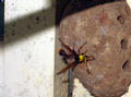 wasp nest