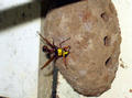 wasp nest