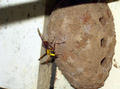 wasp nest