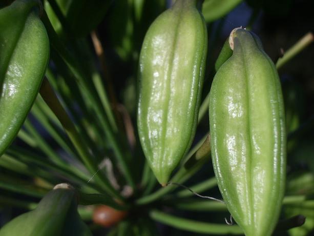 Grnzeug im Garten