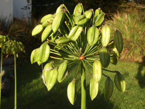 Grnzeug im Garten