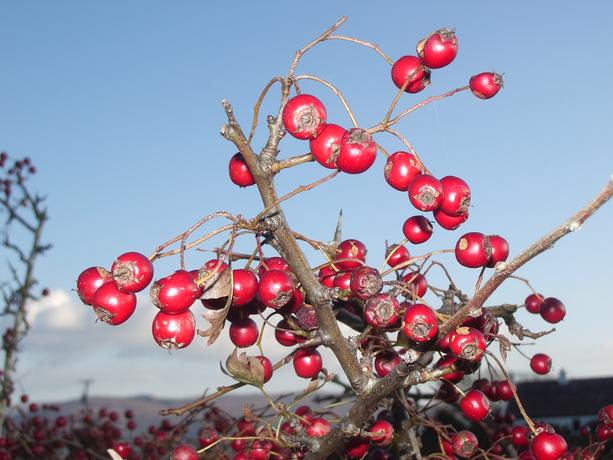 Beeren