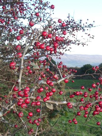 Beeren