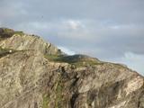 Sheep's Head