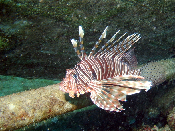 Indischer Rotfeuerfisch